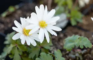 Anemone blanda 'White Splendour' P9 - afbeelding 5