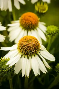 echinacea purp. 'white swan' P9