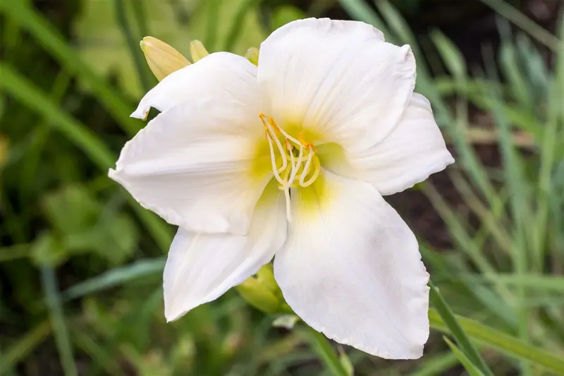 hemerocallis hybr. 'white temptation' P9