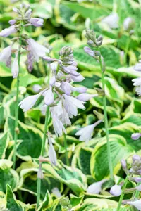 hosta hybr. 'wide brim' P9 - afbeelding 3