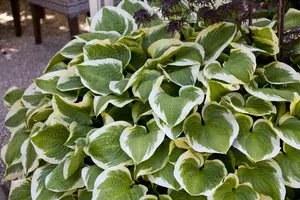 hosta hybr. 'wide brim' P9 - afbeelding 2