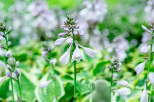 hosta hybr. 'wide brim' P9 - afbeelding 4