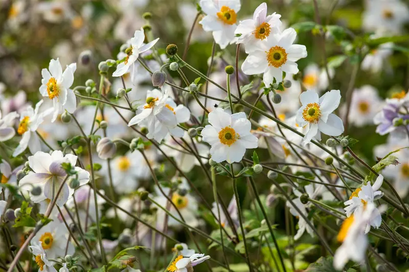 Anemone hybr. 'Wild Swan' P9 - afbeelding 4