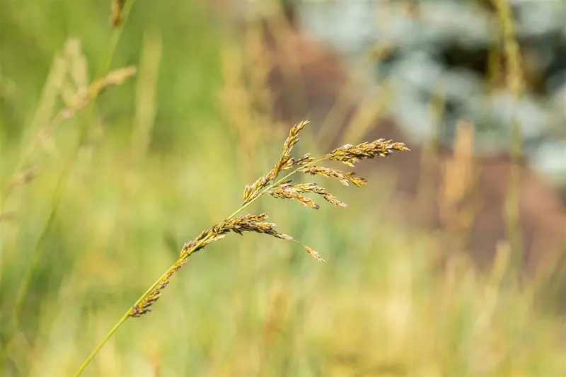 molinia arund. 'windspiel' P9 - afbeelding 3