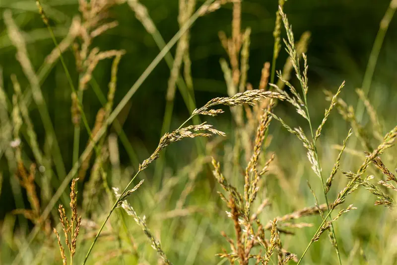 molinia arund. 'windspiel' P9 - afbeelding 4