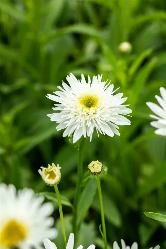 leucanthemum (m) 'wirral supreme' P9 - afbeelding 2