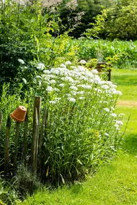 leucanthemum (m) 'wirral supreme' P9 - afbeelding 5