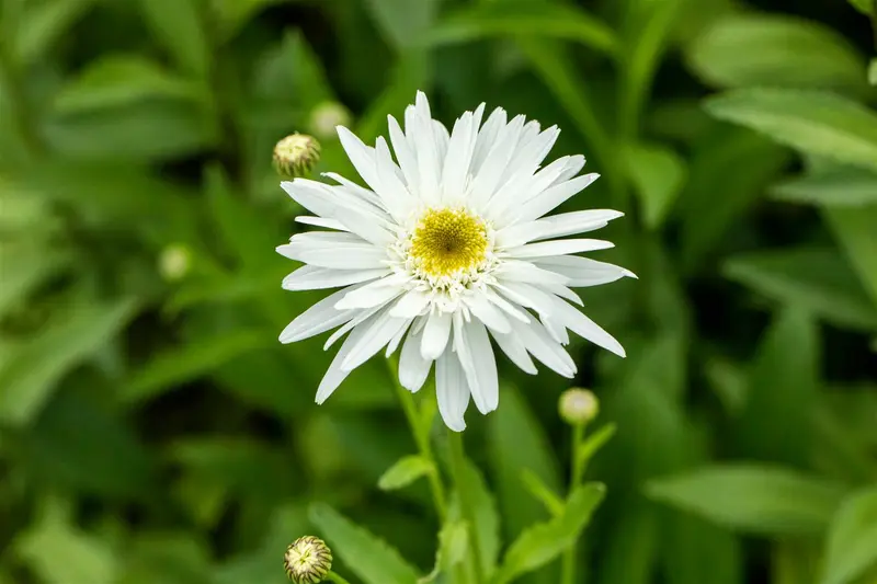 leucanthemum (m) 'wirral supreme' P9 - afbeelding 1