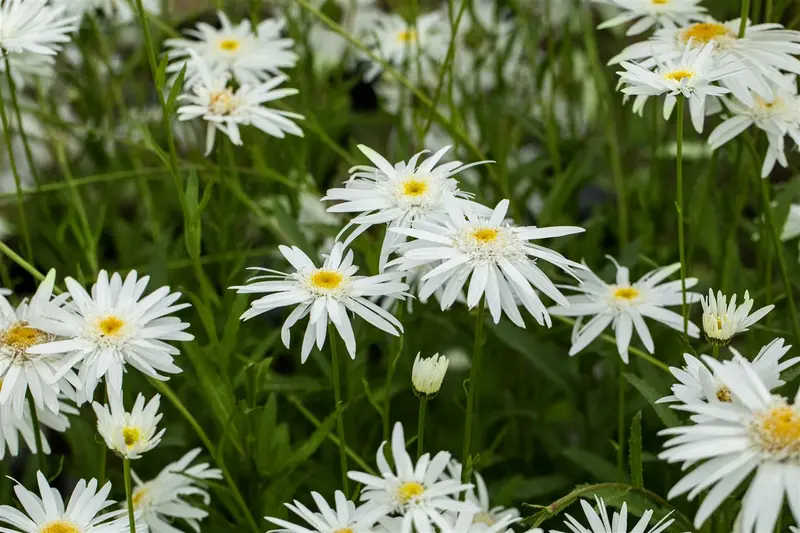 leucanthemum (m) 'wirral supreme' P9 - afbeelding 3