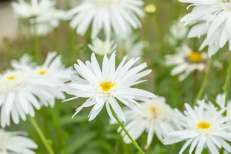 leucanthemum (m) 'wirral supreme' P9 - afbeelding 4