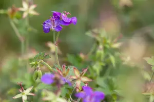 geranium wlassovianum P11 - afbeelding 1