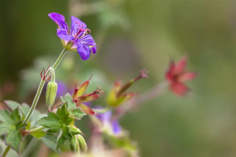 geranium wlassovianum P11 - afbeelding 2