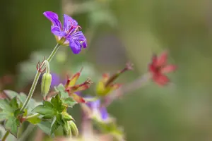 geranium wlassovianum P11 - afbeelding 2