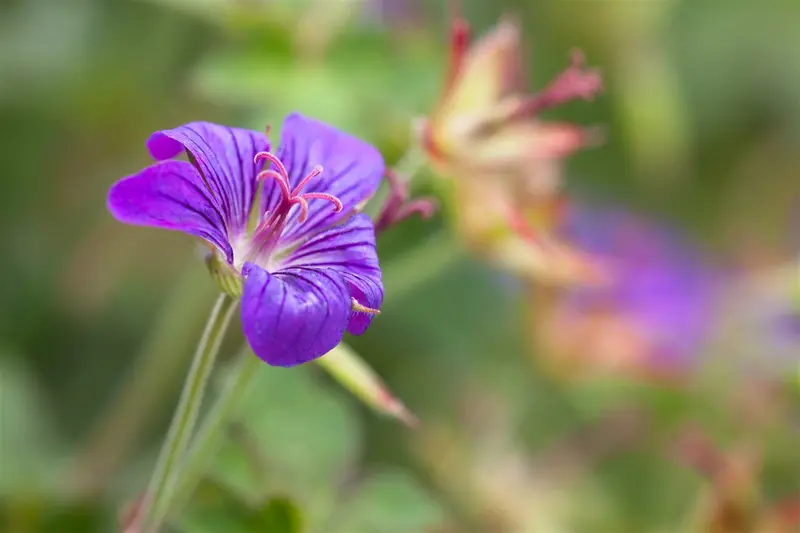 geranium wlassovianum P11 - afbeelding 3