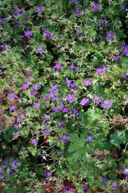 geranium wlassovianum P11 - afbeelding 5