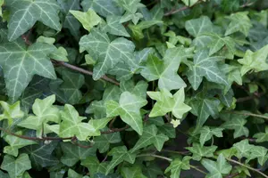 hedera helix 'woerner' P9 - afbeelding 2