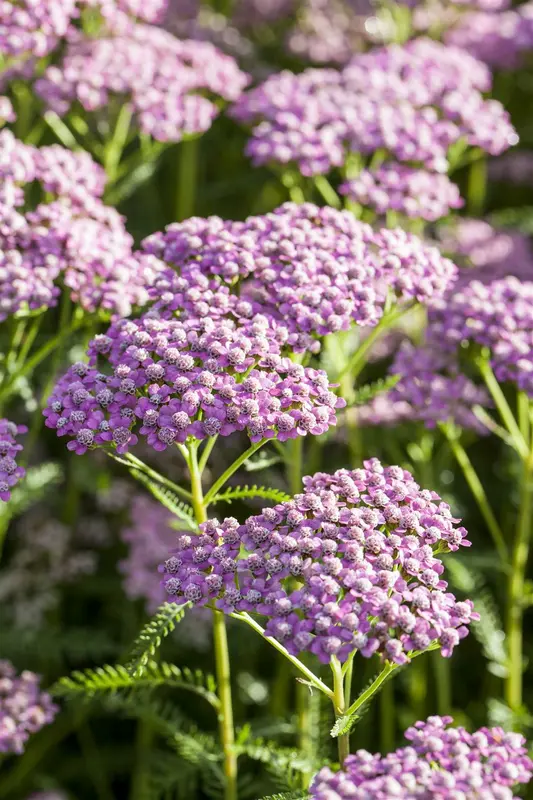 achillea mil. 'wonderful wampee' P9