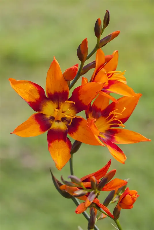 crocosmia crocosmiiflora P9 - afbeelding 3