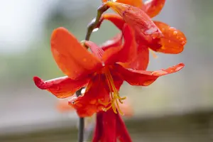 crocosmia crocosmiiflora P9 - afbeelding 4