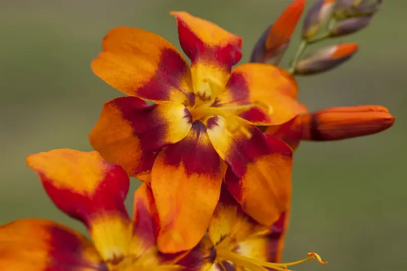 crocosmia crocosmiiflora P9 - afbeelding 5