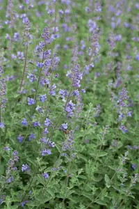 nepeta faassenii P11 - afbeelding 3