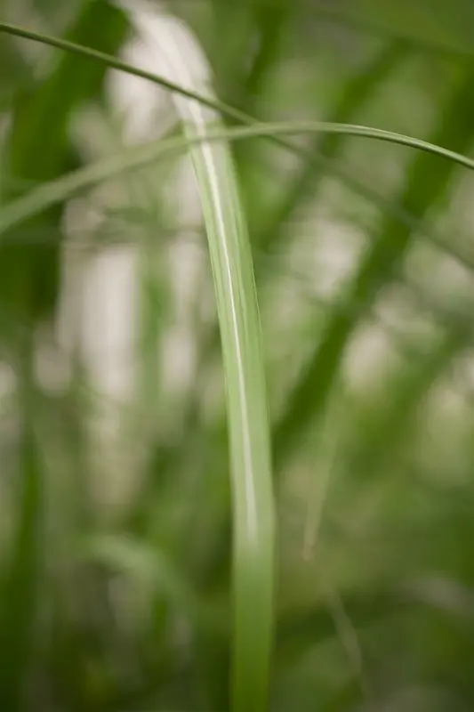 miscanthus giganteus (florid./japon.) P9 - afbeelding 1