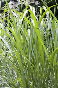 miscanthus giganteus (florid./japon.) P9 - afbeelding 2