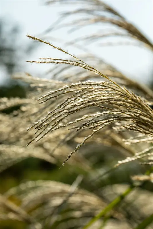 miscanthus giganteus (florid./japon.) P9 - afbeelding 5