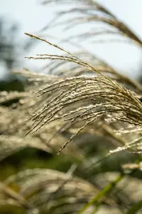 miscanthus giganteus (florid./japon.) P9 - afbeelding 5