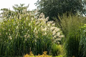 miscanthus giganteus (florid./japon.) P9 - afbeelding 4