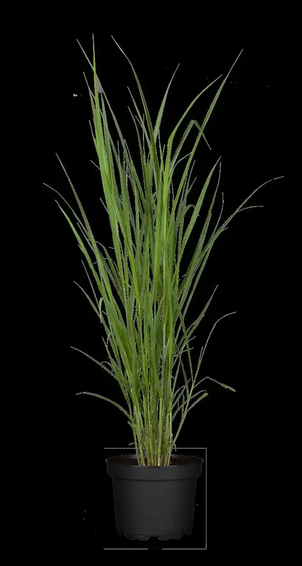 miscanthus giganteus (florid./japon.) P9 - afbeelding 3