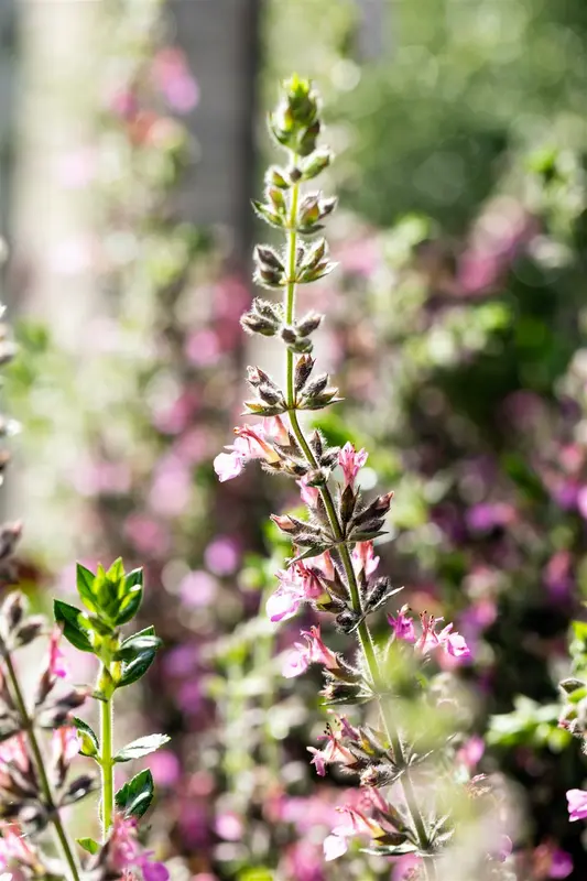 teucrium lucidrys P11 - afbeelding 1