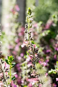 teucrium lucidrys P9 - afbeelding 1