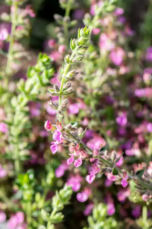 teucrium lucidrys P11 - afbeelding 3