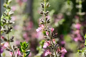 teucrium lucidrys P11 - afbeelding 2