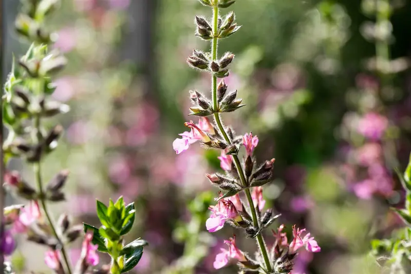 teucrium lucidrys C2 - afbeelding 2