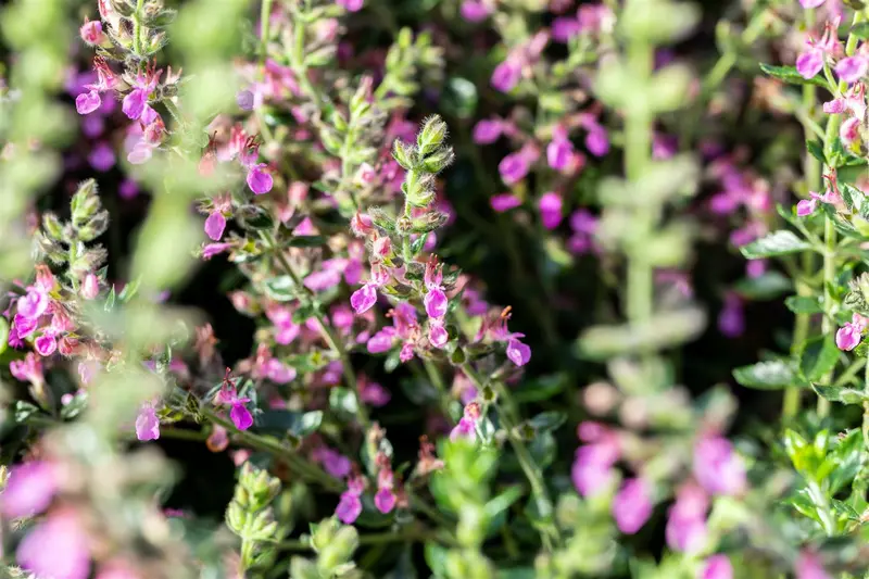 teucrium lucidrys C2 - afbeelding 4