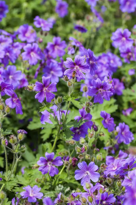 geranium magnificum P11 - afbeelding 3