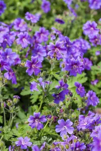 geranium magnificum P11 - afbeelding 3