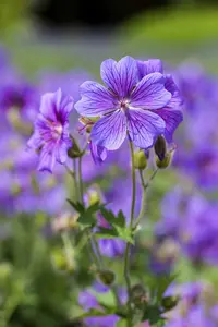 geranium magnificum P11 - afbeelding 4