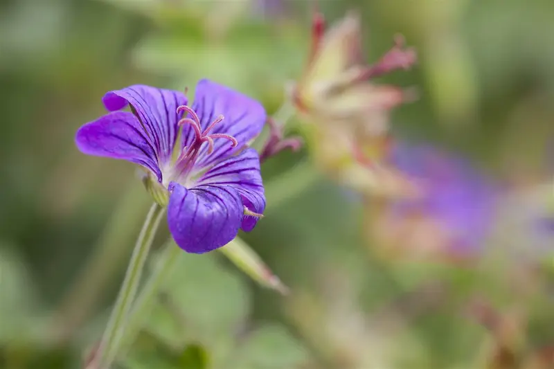 geranium magnificum P11 - afbeelding 2