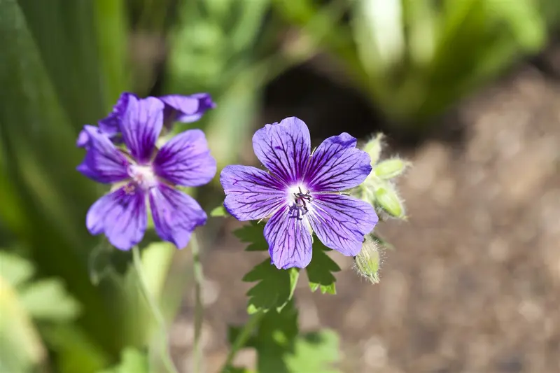 geranium magnificum P9 - afbeelding 1