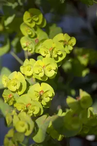 euphorbia martinii P9