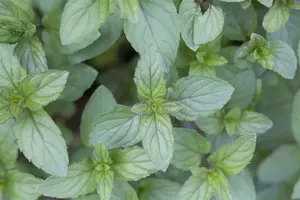 mentha x piperita P9 - afbeelding 5