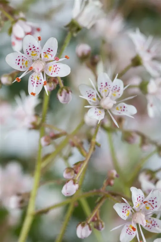 saxifraga urbium P9 - afbeelding 2