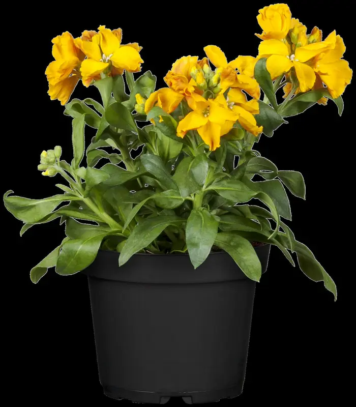 erysimum yellow bird P9 - afbeelding 1