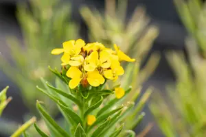 erysimum yellow bird P9 - afbeelding 3