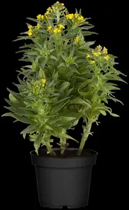 erysimum yellow bird P9 - afbeelding 2