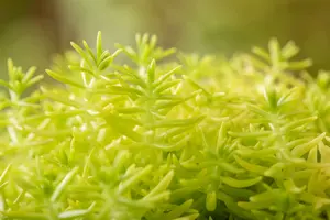 sedum refl. 'yellow cushion' P11 - afbeelding 5