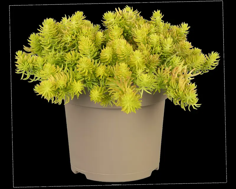 sedum refl. 'yellow cushion' P11 - afbeelding 4